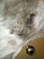 IMG_20201004_160731.jpg